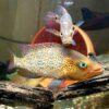 Bay Snook Cichlid Petenia Splendida 5cm - Image 8