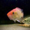 Bay Snook Cichlid Petenia Splendida 5cm - Image 7
