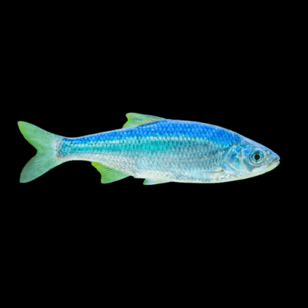 Blue Orfe Leuciscus Idus