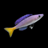 Cyprichromis Leptosoma Mpulungu Tanganyikan African Cichlids 5cm