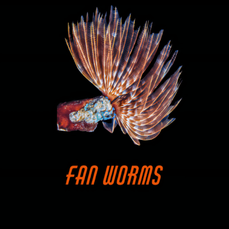 Fan Worms