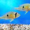 Geophagus Taeniopareius 4cm - Image 8
