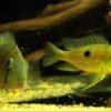 Geophagus Taeniopareius 4cm - Image 6