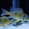 Geophagus Taeniopareius 4cm - Image 7