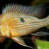 Geophagus Taeniopareius 4cm - Image 4