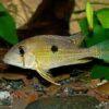 Geophagus Taeniopareius 4cm - Image 5