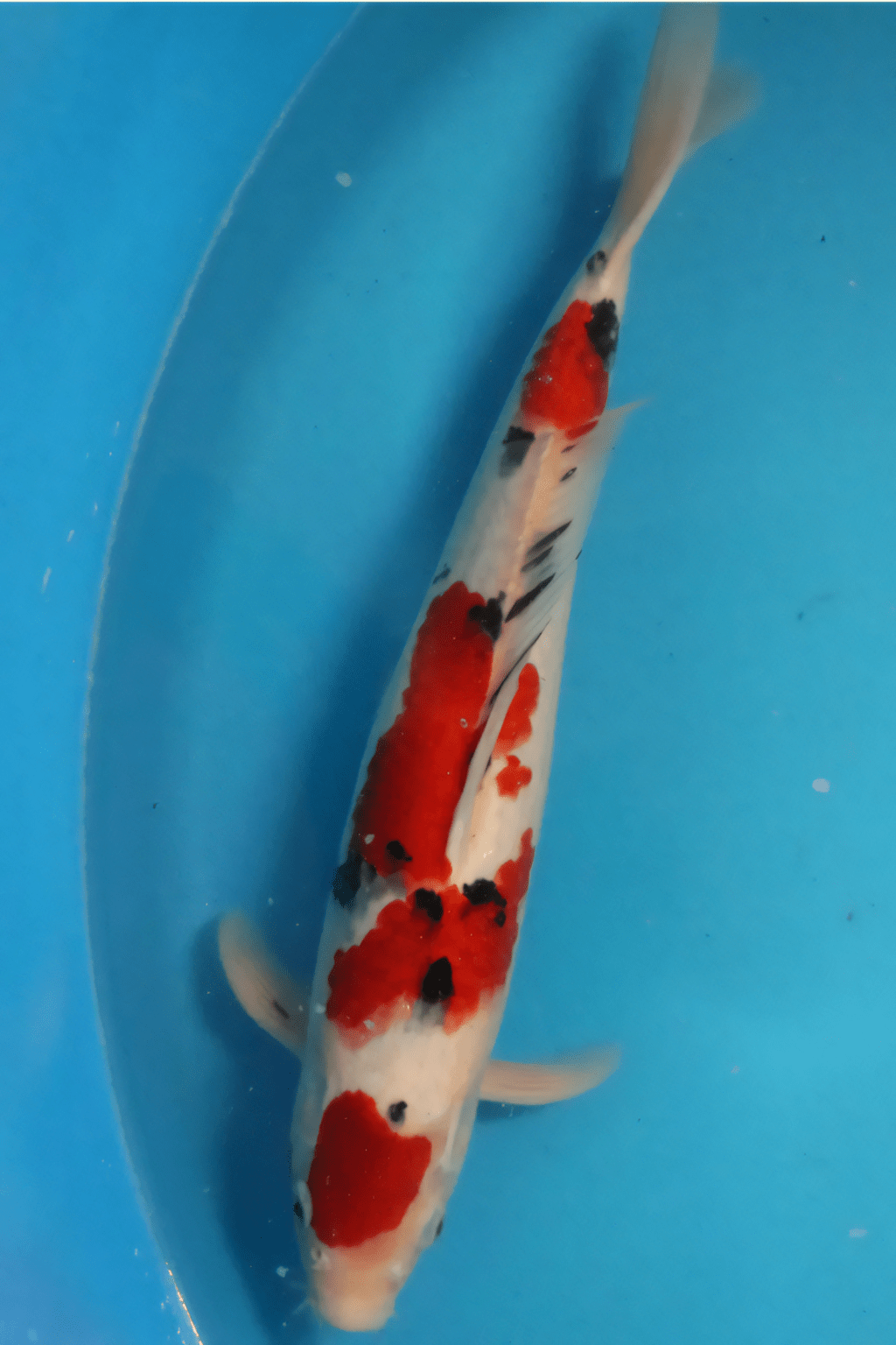 Hand Selected Premium Koi Carp #18 Cyprinus Carpio 14″ – Actual Image