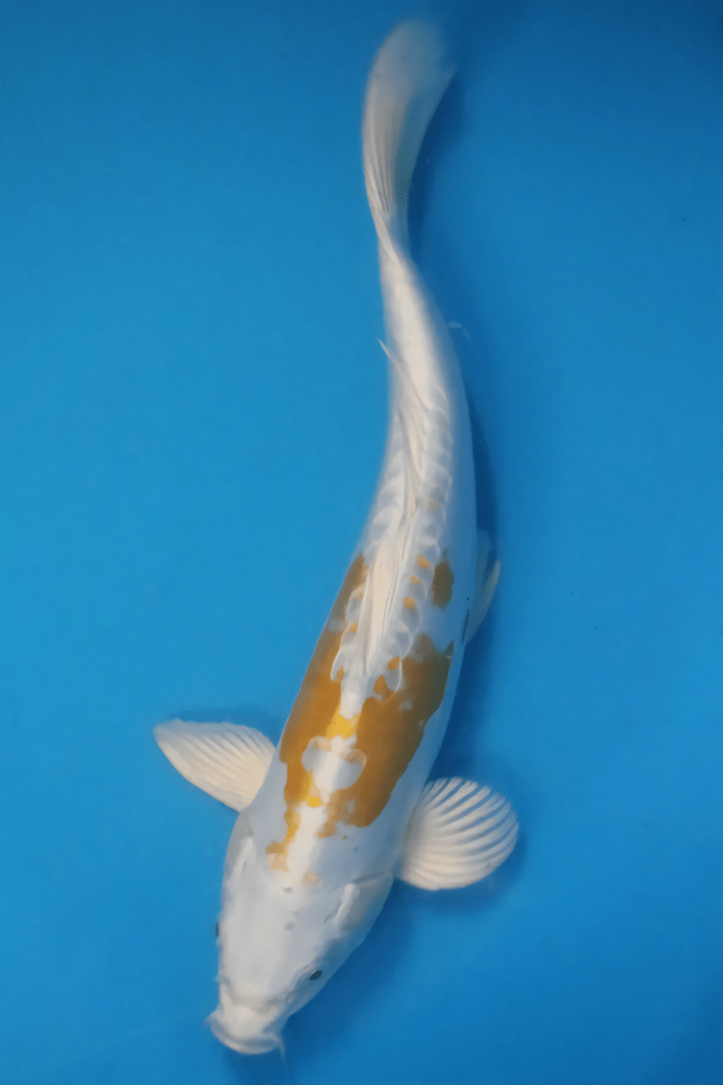 Hand Selected Premium Koi Carp #30 Cyprinus Carpio 14″ – Actual Image