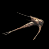 Sturgeon Kite Whiptail Catfish Lamontichthys Filamentosus 10cm