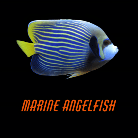 Marine Angelfish
