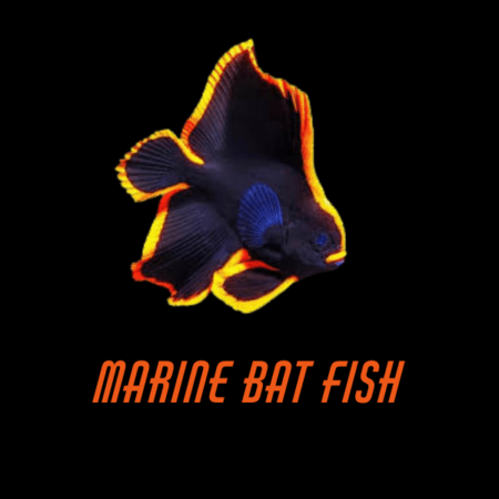 Marine Bat Fish
