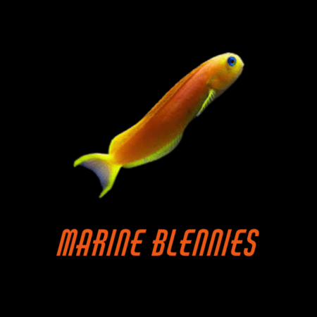 Marine Blennies