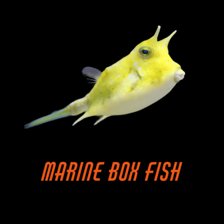 Marine Box Fish