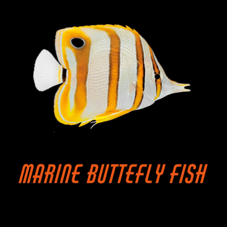 Marine Butterfly Fish