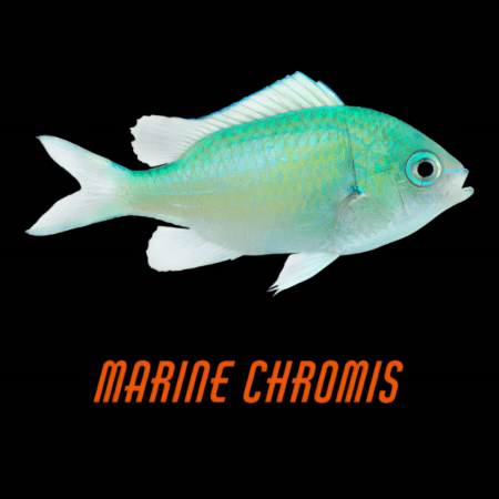 Marine Chromis