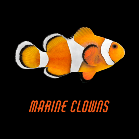 Marine Clowns