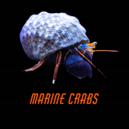 Marine Crabs