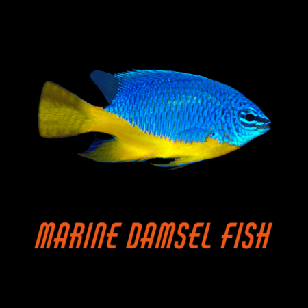 Marine Damsel Fish