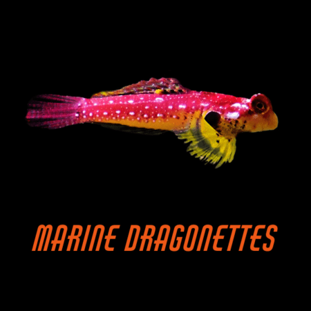 Marine Dragonettes