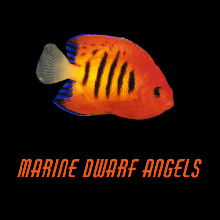 Marine Dwarf Angels