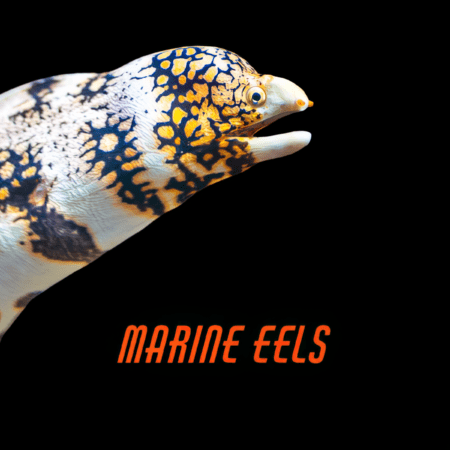 Marine Eels