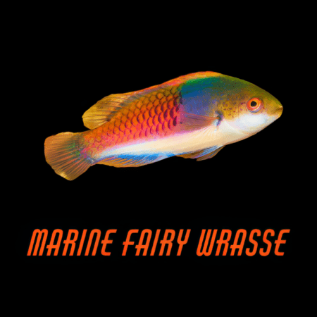 Marine Fairy Wrasse
