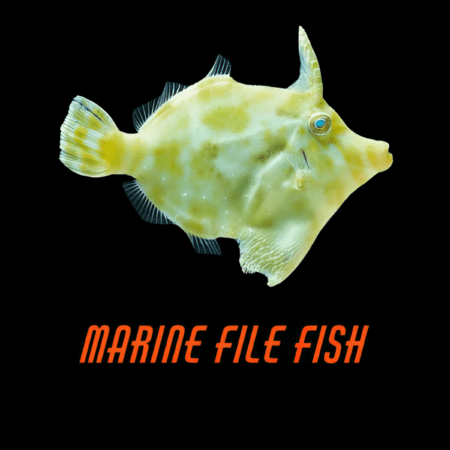 Marine File Fish