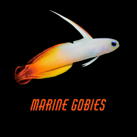 Marine Gobies