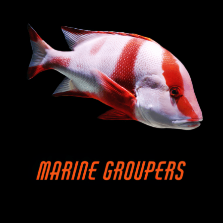 Marine Groupers