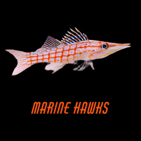 Marine Hawks