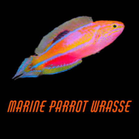 Marine Parrot Wrasse