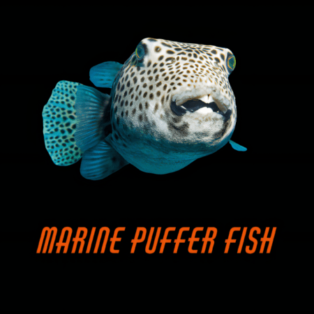 Marine Puffer Fish