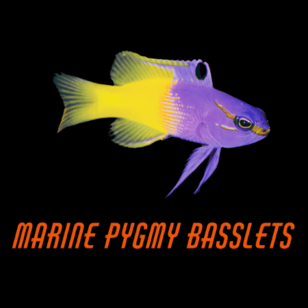 Marine Pygmy Basslets
