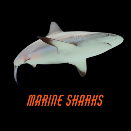 Marine Sharks