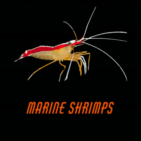 Marine Shrimp