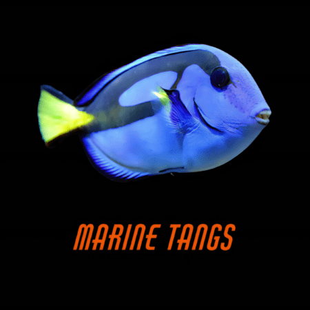 Marine Tangs