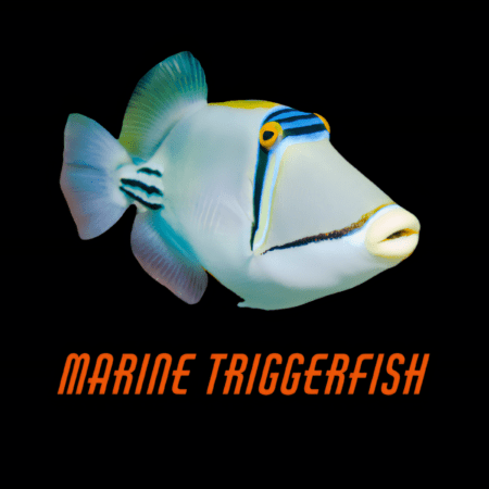 Marine Triggerfish