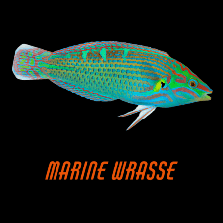 Marine Wrasse