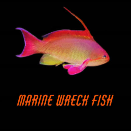 Marine Wreck Fish