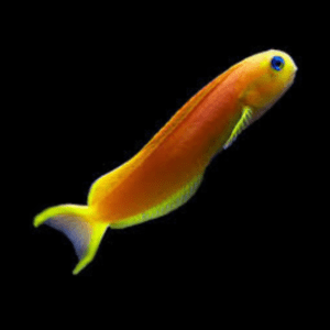 Midas Blenny Ecsenius Midas – Sims Tropical Fish | Tropical Fish ...