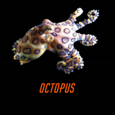 Marine Octopus