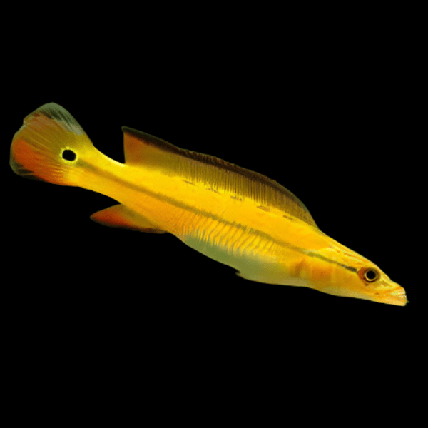 Orange Xingu Pike Cichlid Crenicichla Lugubris Xingu 10cm – Sims