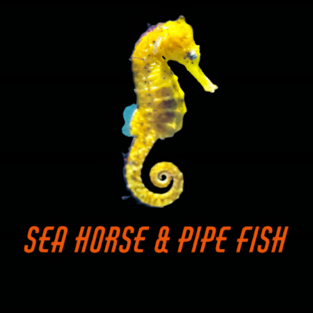 Sea Horse & Pipe Fish