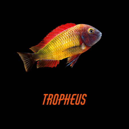 Tropheus