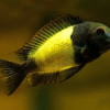 Tropheus Kiriza Kaiser Tanganyikan African Cichlids 4cm - Image 8