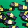 Tropheus Kiriza Kaiser Tanganyikan African Cichlids 4cm - Image 9