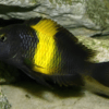 Tropheus Kiriza Kaiser Tanganyikan African Cichlids 4cm - Image 10