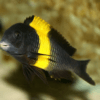Tropheus Kiriza Kaiser Tanganyikan African Cichlids 4cm - Image 6