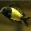 Tropheus Kiriza Kaiser Tanganyikan African Cichlids 4cm - Image 5
