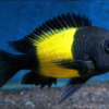 Tropheus Kiriza Kaiser Tanganyikan African Cichlids 4cm - Image 7